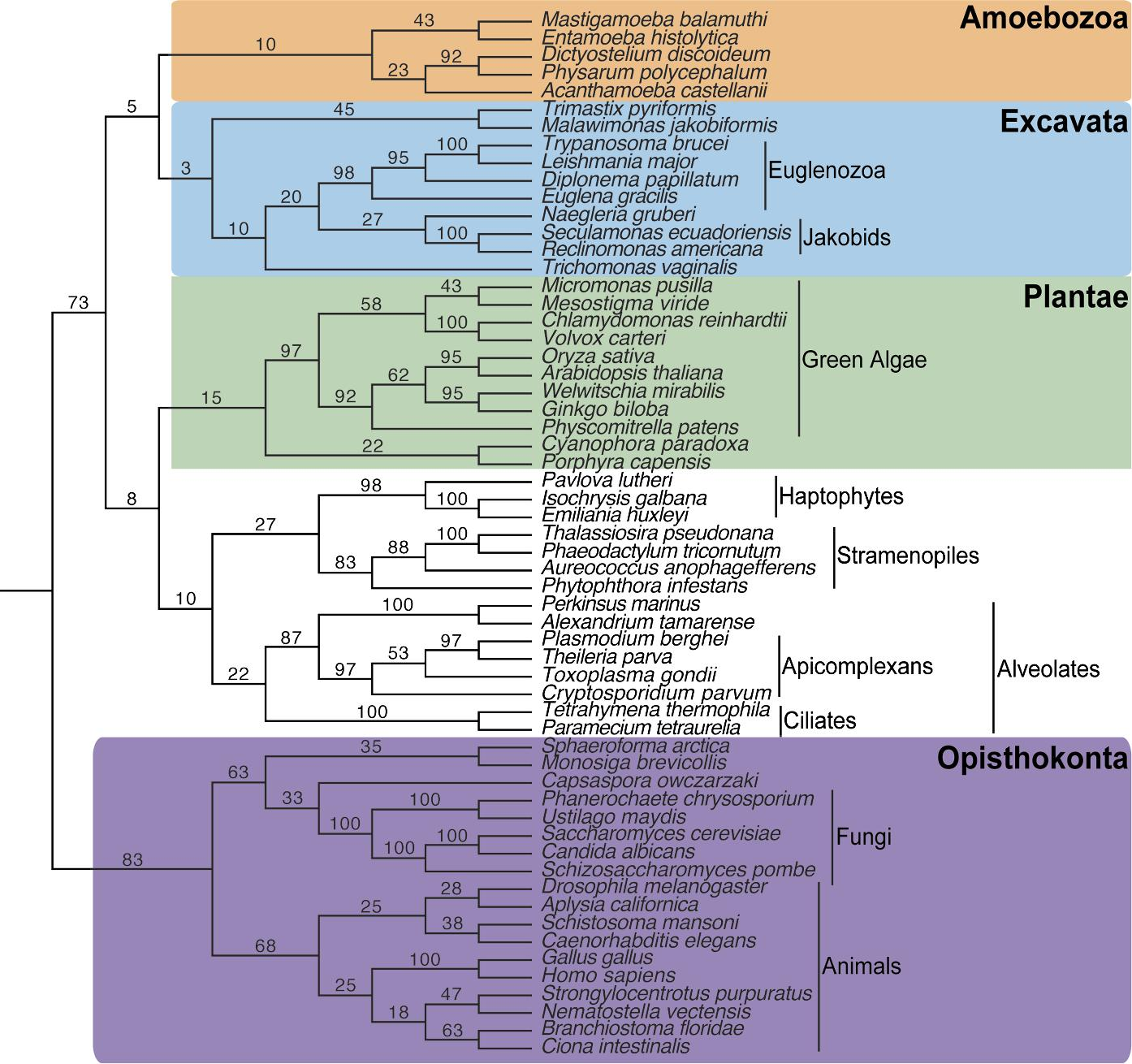 PDF Download Paleobotany The Biology And Evolution Of