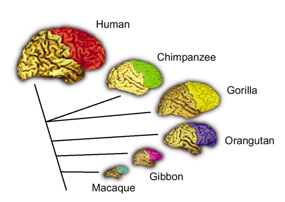 Evolution of the Primate Brain Is Bigger Better