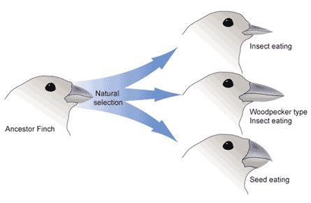 Essay Evolution & theology Darwin Correspondence Project