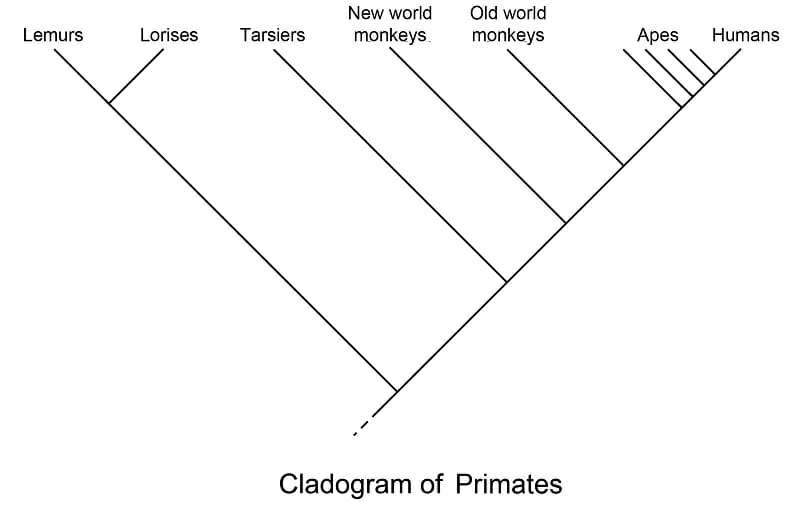 DIVERGENT EVOLUTION Educalingo