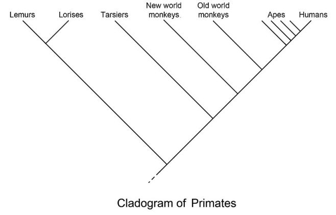 Example The Evolution Of Man Releases Discogs