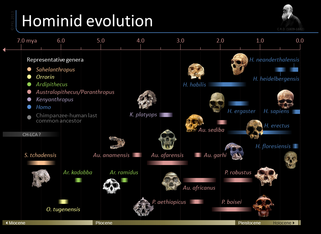 NEO-DARWINISM/SYNTHETIC THEORY OF NATURAL