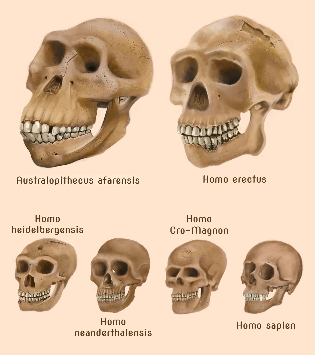 The Philosophy Of Human Evolution aircooledfools.com