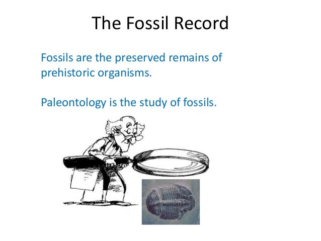 Fossil Evidence Definition & Overview Video & Lesson