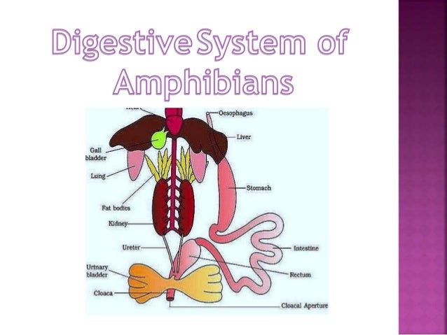 Download [PDF] Hyman S Comparative Vertebrate Anatomy Free