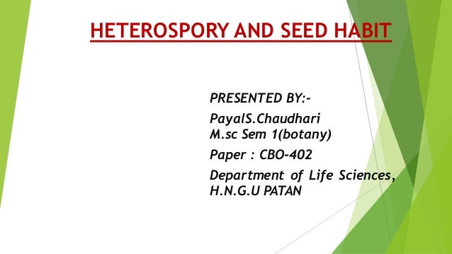 Pteridophyta Characteristics And Features Are Explained