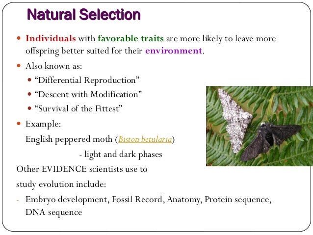 Bio chapter 7 Flashcards Quizlet