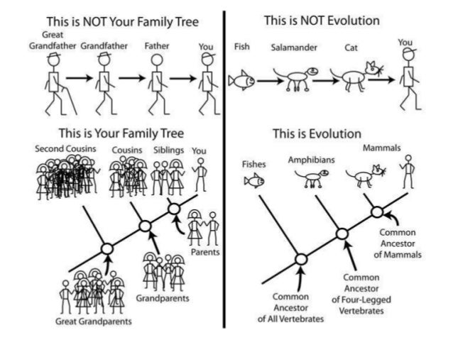 Plant Life Coevolution