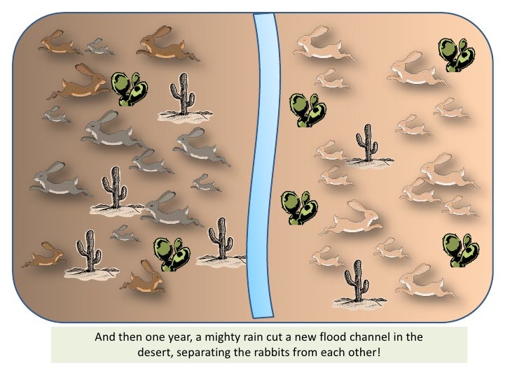 evolution essay Natural Selection Evolution