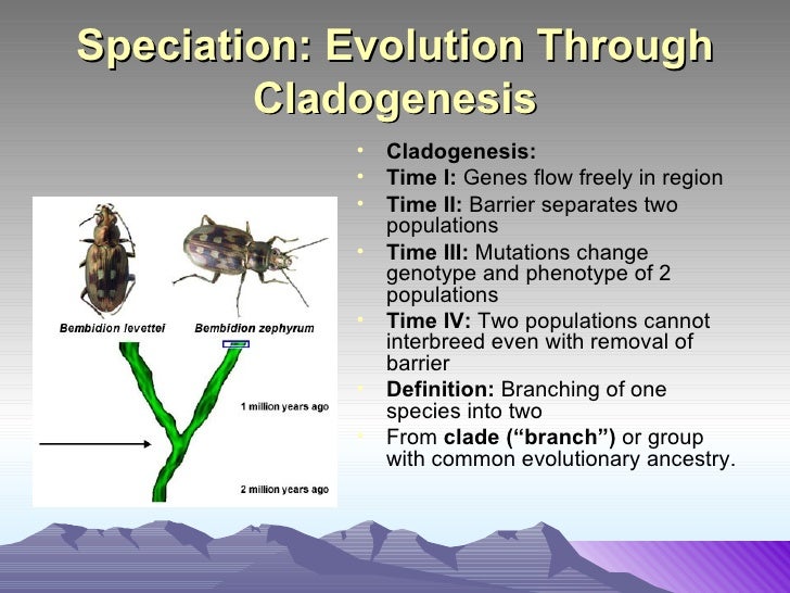 divergent evolution examples in animals ronda rousey ufc