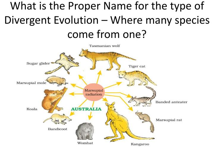 Elephant Evolution EleAid - Elephant