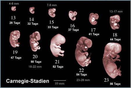 Dosage des Beta HCG enceinte.com