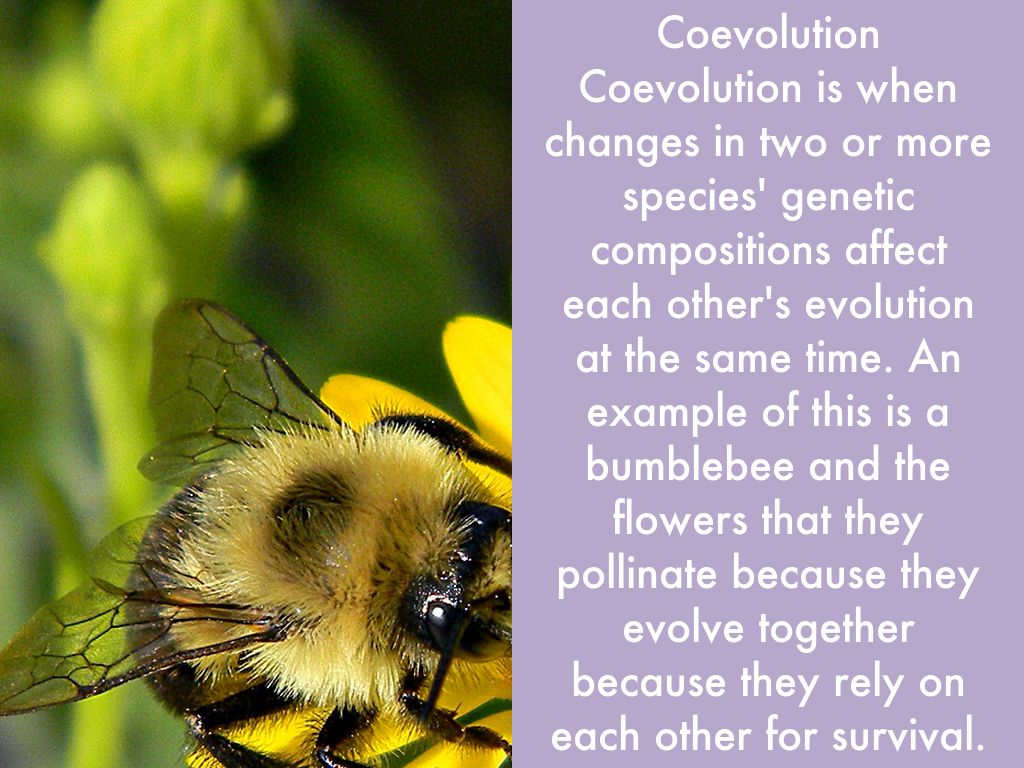 Example Of Convergent Evolution Quizlet fullexams.com