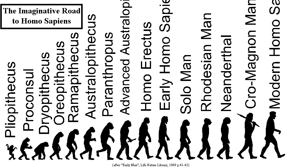 Human evolution Wikipedia