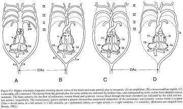 Comparative Review The Phylotypic Stage of Vertebrates