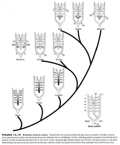 Evidences for Evolution Part 3a The Heart and