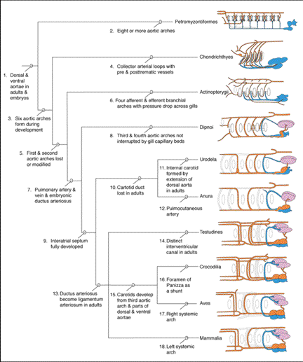 The Galaxy School biology4isc.weebly.com