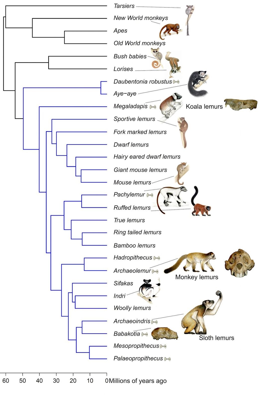 Evolution Study Questions