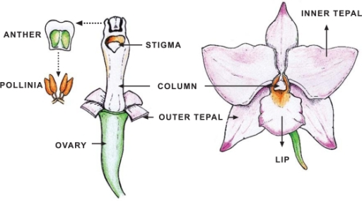 evolution How is intelligence correlated to beauty