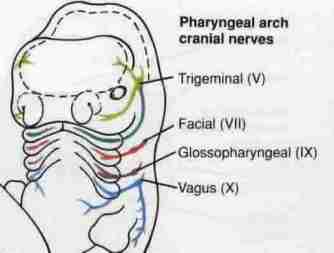 Aortic arches Embryology