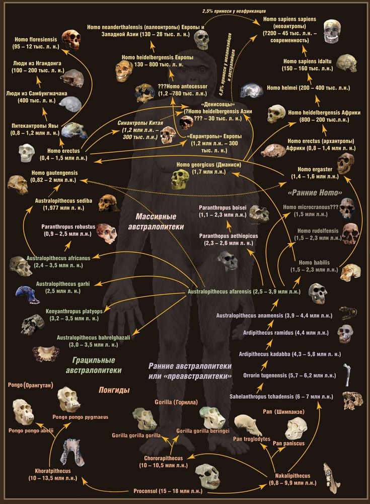 Laboratory Manual And Workbook For Biological Anthropology