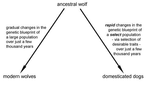 Biological Evolution Answers in Genesis