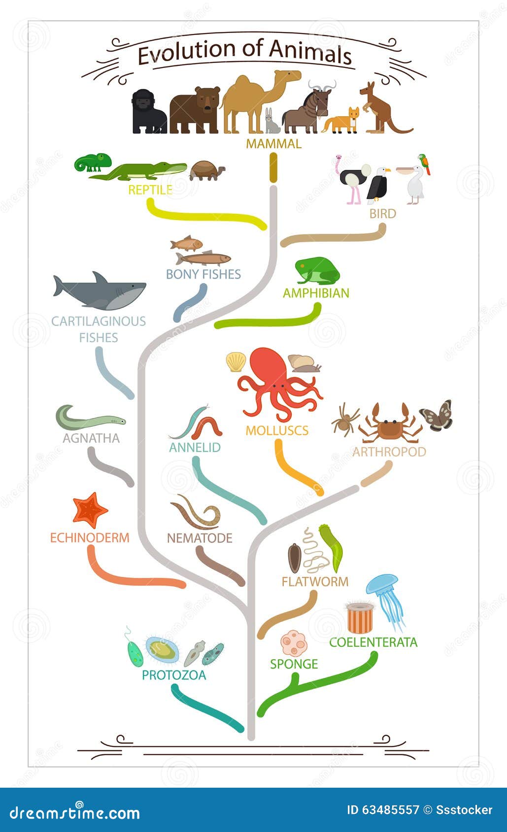 The Theories of Evolution by Charles Darwin Essay examples