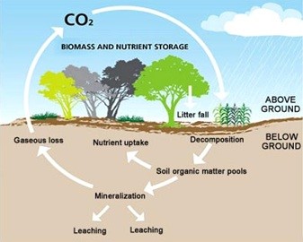 Accretion and differentiation of the terrestrial planets