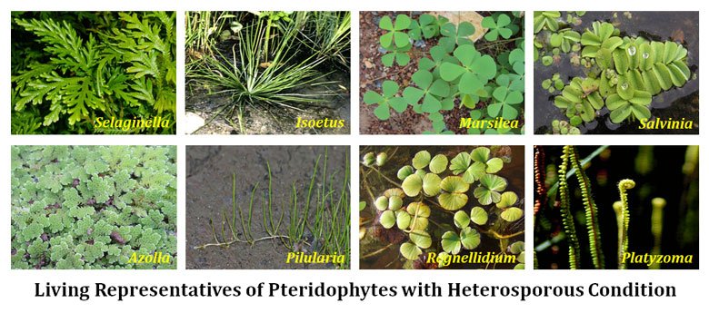 EPIDERMAL STUDIES OF NEPALESE PTERIDOPHYTES-FAMILY-ADIANTACEAE