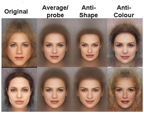 Facial attractiveness evolutionary based research