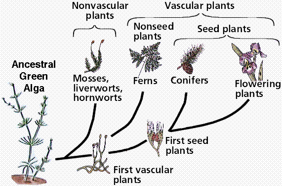 The biology and evolution of fossil plants Search