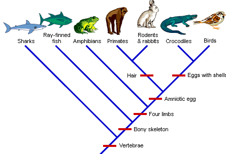 Evolution Study Guide d2ct263enury6r.cloudfront.net